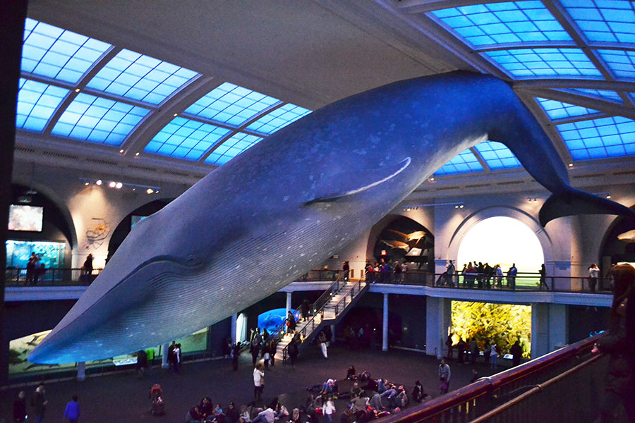 American Museum Of Natural History Gratis The Best Picture History