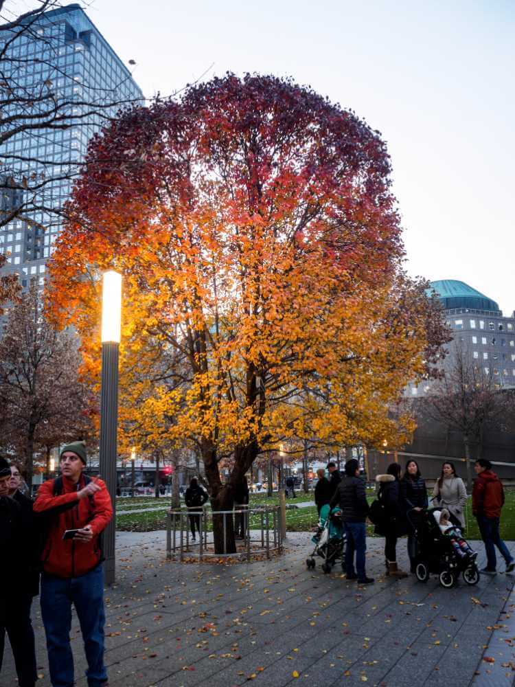 The Survival Tree en la Zona Cero de Nueva York