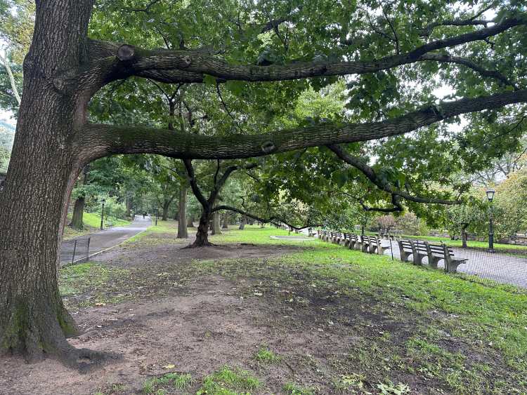 Riverside Park de Nueva York con sus árboles